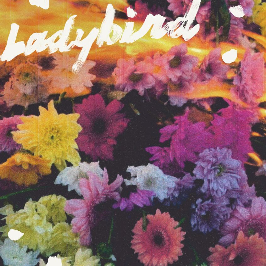 TRACK: NewDad – Ladybird